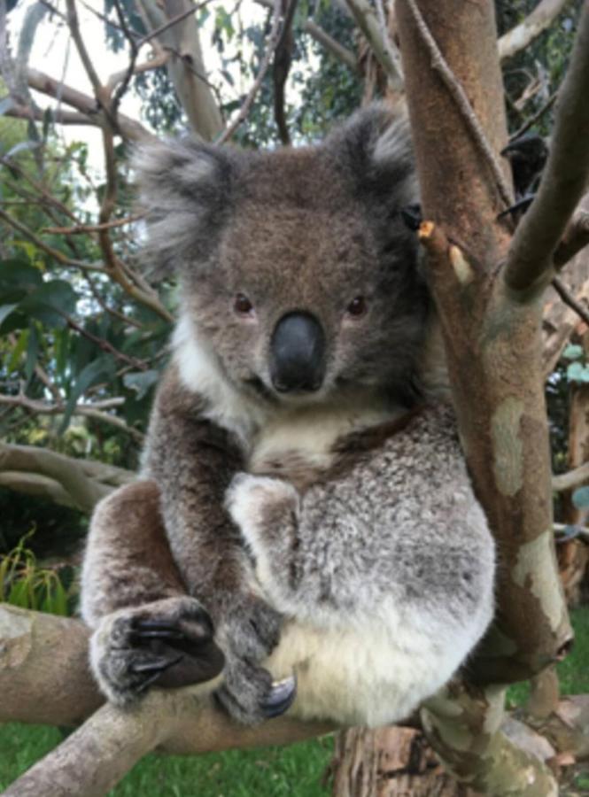 Great Ocean Road Wellness And Nature Stay Apollo Bay Luaran gambar