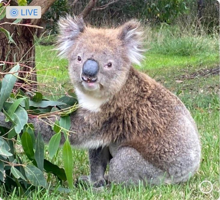 Great Ocean Road Wellness And Nature Stay Apollo Bay Luaran gambar
