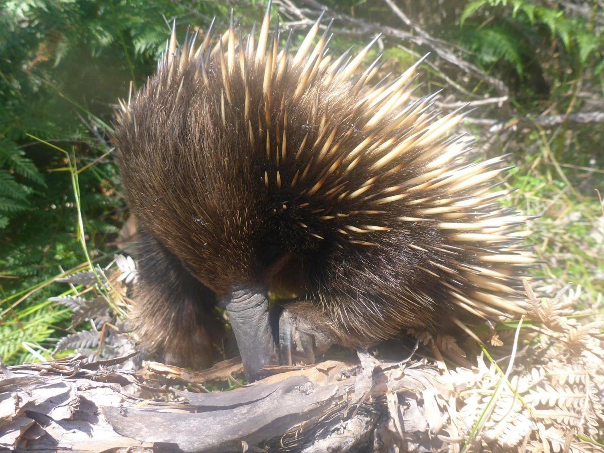Great Ocean Road Wellness And Nature Stay Apollo Bay Luaran gambar